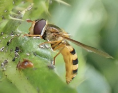 Epistrophe grossulariae