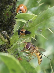 Epistrophe grossulariae