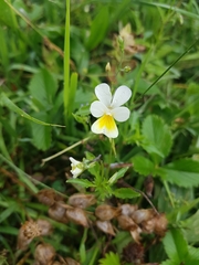 Viola cornuta