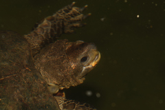 Melanochelys trijuga