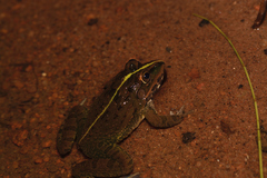 Hoplobatrachus crassus
