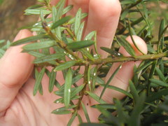 Madarococcus totarae