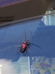 Purpuricenus humeralis