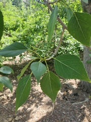 Populus × acuminata