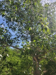 Populus × acuminata
