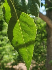 Populus × acuminata