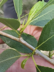 Populus × acuminata