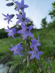 Campanula sarmatica