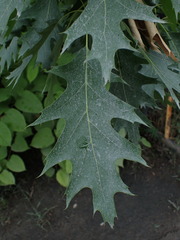 Quercus rubra