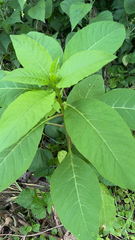 Phytolacca americana