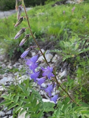 Campanula sarmatica