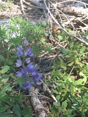 Lupinus arbustus