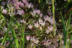 Lysimachia tenella