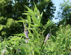 Orbexilum onobrychis