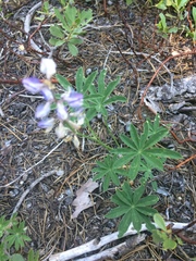 Lupinus arbustus