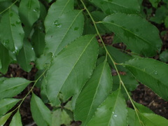 Prunus serotina
