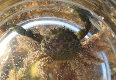 Mithraculus sculptus