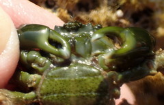 Mithraculus sculptus