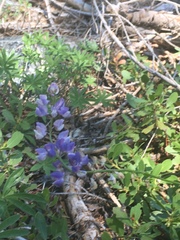Lupinus arbustus