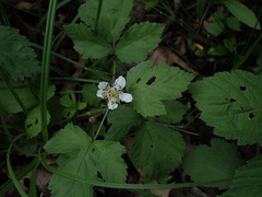 Rubus caesius