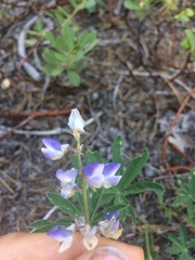 Lupinus arbustus