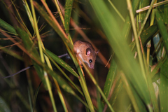 Vandeleuria oleraceus