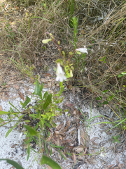 Penstemon multiflorus
