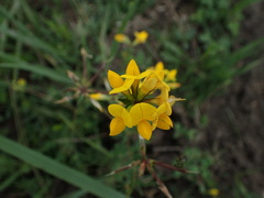 Lotus corniculatus