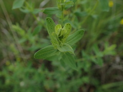 Hypericum perforatum