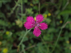 Dianthus deltoides