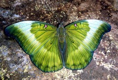 Dophla evelina