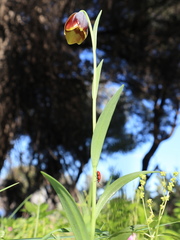 Fritillaria ehrhartii