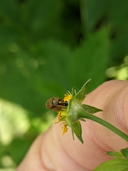 Byturus ochraceus