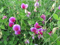 Lathyrus grandiflorus