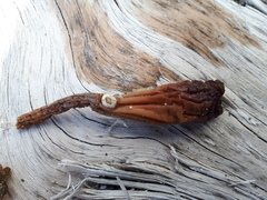 Styela montereyensis