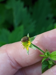 Byturus ochraceus