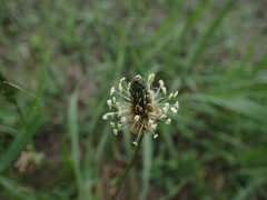 Plantago lanceolata