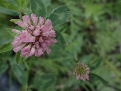 Trifolium pratense