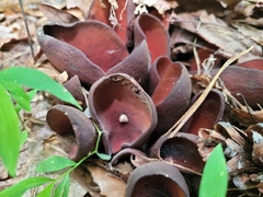 Wynnea americana