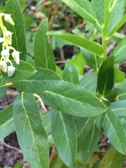 Leucothoe davisiae