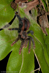 Avicularia hirschii