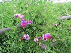 Lathyrus grandiflorus