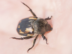 Anisoplia tempestiva