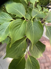 Cornus