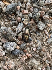 Selatosomus aeneus