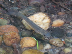 Oncorhynchus kisutch