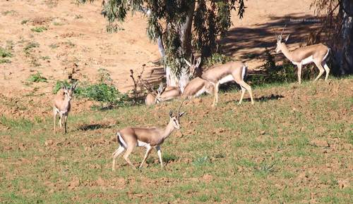 Cuvier's Gazelle