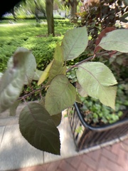 Prunus
