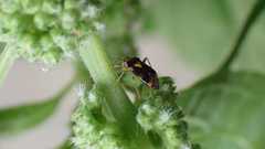Liocoris tripustulatus