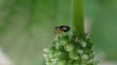 Liocoris tripustulatus